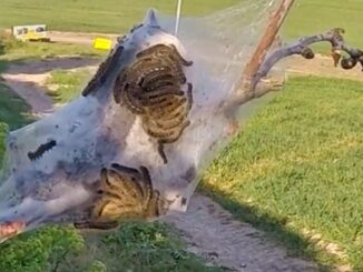 Tent caterpillars