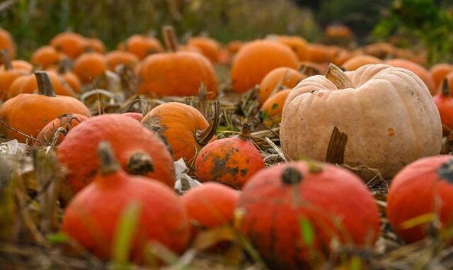 pumpkinssc