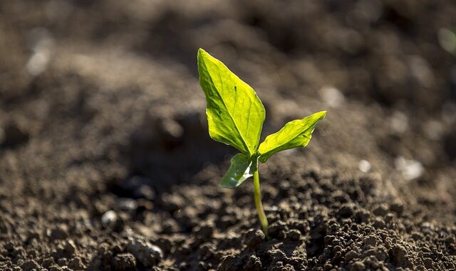agriculture-1079299_640