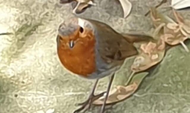 Robin (1)