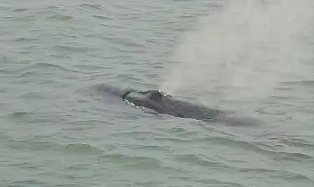 whalejp