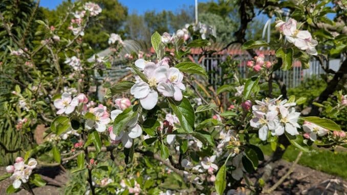 Apple blossom