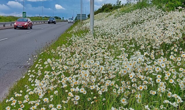 daisymain