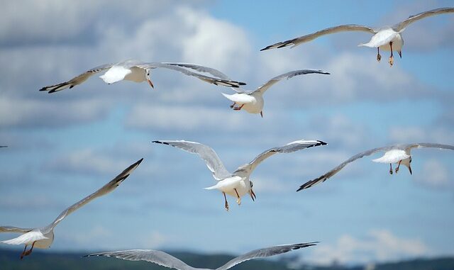 birds-7469509_640