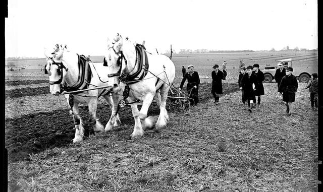 Shirehorses at Monkton Ploughing Match
