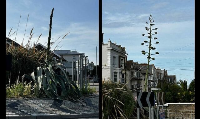 agave