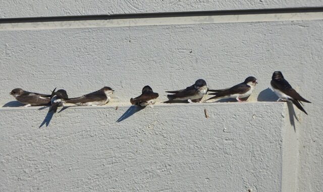 housemartin1