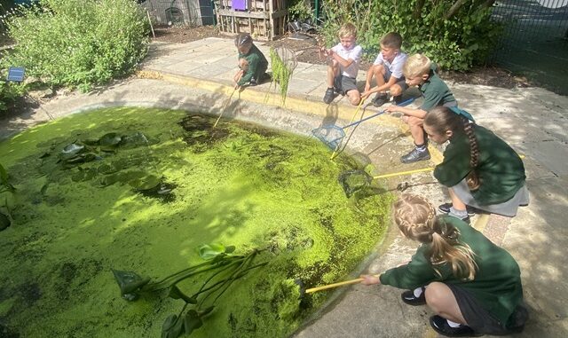 StNichPond - pond dipping
