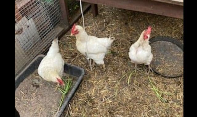chicks