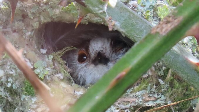 long-tailed tit nest