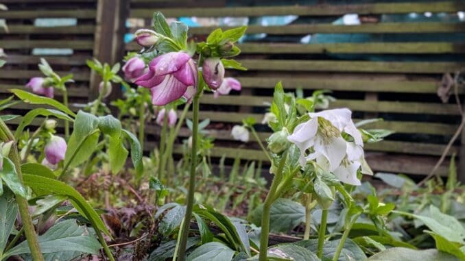 Hellebores