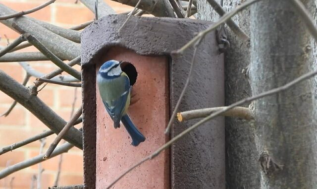 nestbox2