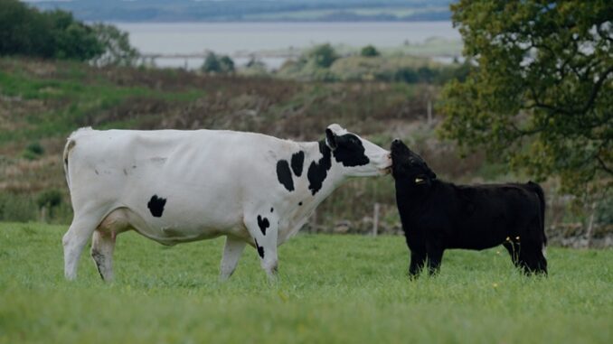 9 A dairy cow grooming her calf