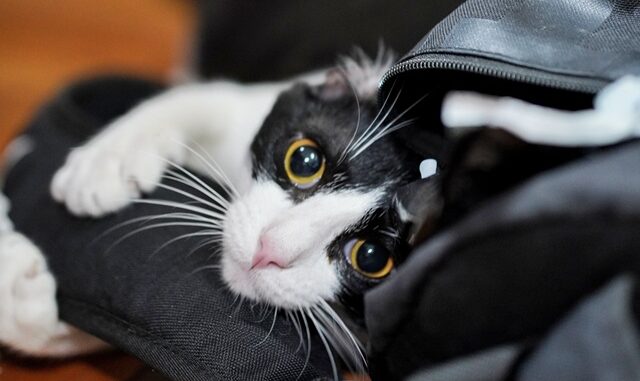 amrothman-cat-4733147