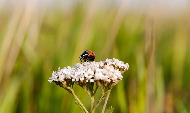 41534553-ladybug-8491654_640