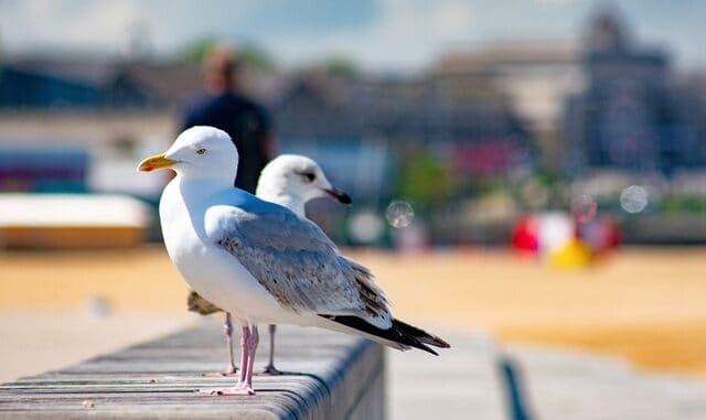 seagullsjh