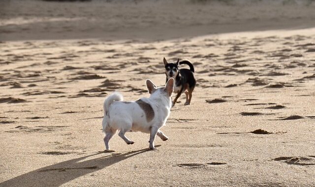 jaclou-dl-dogs-5894818_640
