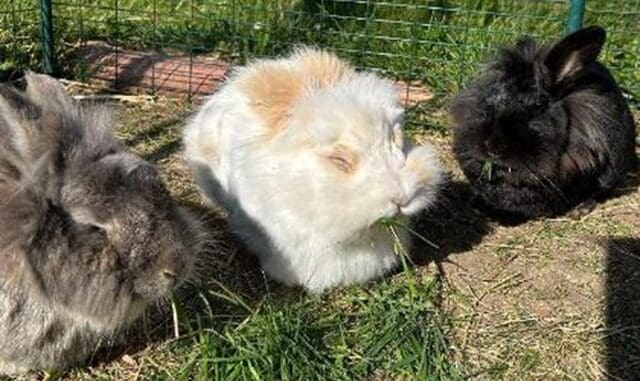 rabbits3